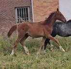 Jaarling merrie costello x kato, Dieren en Toebehoren, Paarden, Hengst