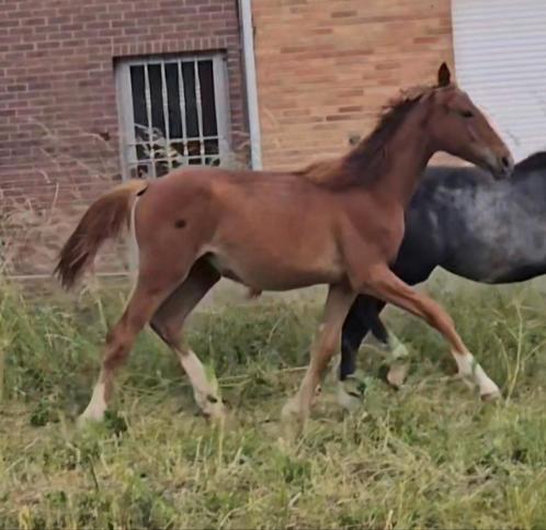 Jaarling merrie costello x kato, Dieren en Toebehoren, Paarden, Hengst