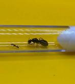 Camponotus Sylvaticus koningin met 1-10 werksters, Dieren en Toebehoren, Mieren