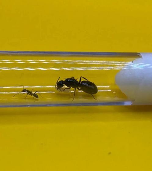 Camponotus Sylvaticus koningin met 1-10 werksters, Dieren en Toebehoren, Insecten en Spinnen, Mieren