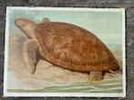Oude schoolplaat met schildpad, Antiek en Kunst, Natuur en Biologie, Ophalen of Verzenden