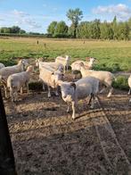 3 wiltshire horn ram lammeren, Dieren en Toebehoren, Schapen, Geiten en Varkens, Mannelijk, Schaap, 0 tot 2 jaar