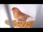 BARMSIJZEN BRUIN / BRUINPASTEL / GEPARELD 2025, Dieren en Toebehoren, Vogels | Overige Vogels, Meerdere dieren, Wildzangvogel