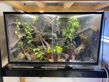 Dutch rana terrarium 80x50x50 beschikbaar voor biedingen
