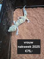 Vele verschillende kleuren luipaardgekko's ook giant, Animaux & Accessoires, Reptiles & Amphibiens, Amphibien
