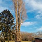 Gratis hout, Tuin en Terras, Brandhout, 6 m³ of meer, Ophalen, Blokken