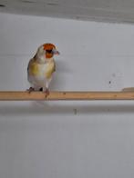 Putter man witkop in prijs verlaagd., Geringd