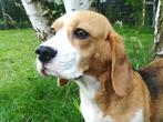 Volwassen beagles, Dieren en Toebehoren, CDV (hondenziekte), Meerdere, 3 tot 5 jaar, Meerdere dieren