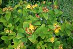 Hypericum androsaemum - Mansbloed, Ophalen