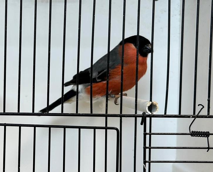 Noordse goudvinken, Animaux & Accessoires, Oiseaux | Oiseaux Autre, Oiseau chanteur sauvage, Plusieurs animaux, Bagué