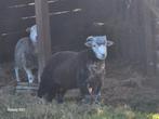 4 jonge  Rammen Herdwick schapen, Dieren en Toebehoren, Schapen, Geiten en Varkens