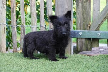 Prachtige schotse terriër pups (scottish terriër)