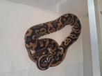 Cypress leopard het clown male, Dieren en Toebehoren, Reptielen en Amfibieën, Slang, 3 tot 6 jaar