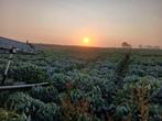 werknemers, Vacatures, Vacatures | Landbouw, Natuur en Milieu, Starter, Overige vormen