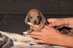 Teckel pups, België, 8 tot 15 weken, Dwerg, Langhaar