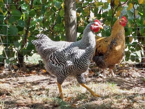 Hanen: brahma, amrock en olijflegger, Dieren en Toebehoren, Pluimvee, Kip, Mannelijk
