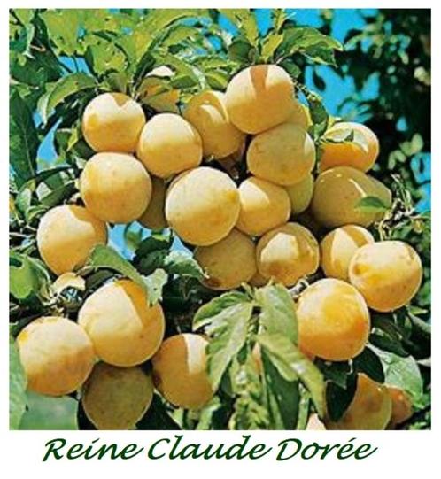 PRUIMELAARS: oa "REINE CLAUDE DORÉE", Laagstam 15€/stuk, Jardin & Terrasse, Plantes | Arbres fruitiers, Prunier, 100 à 250 cm