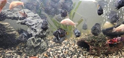 Zebra parrot cichliden, Dieren en Toebehoren, Vissen | Aquariumvissen