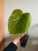 Monstera Albo Variegata, Huis en Inrichting, Ophalen