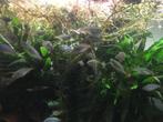 Melanotaenia Praecox/Diamantregenboogvis, Dieren en Toebehoren, Vissen | Aquariumvissen, Vis, Zoetwatervis, Schoolvis