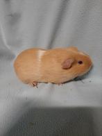 Donker crème bont gladhaar beer, Mannelijk, Cavia, Tam