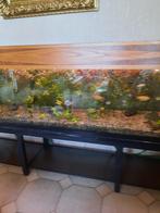 aquarium van 2,50m x45x45, Ophalen, Gebruikt, Gevuld zoetwateraquarium