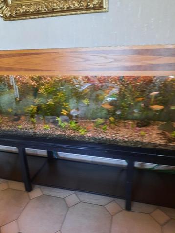 aquarium van 2,50m x45x45 beschikbaar voor biedingen