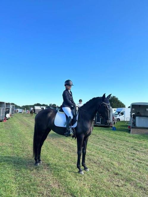 7 jarige dressuur merrie, Dieren en Toebehoren, Paarden, Merrie, M, 165 tot 170 cm, 7 tot 10 jaar, Dressuurpaard