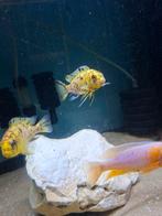 Cichlides malawi tropheops otter point 7-8 cm