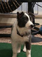 Border collie pups, Dieren en Toebehoren, België, 8 tot 15 weken, Collie, Eén hond