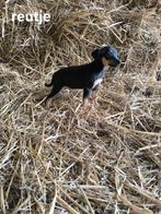 Schattige Dwerg Pincher Pups, Dieren en Toebehoren, België, Overige rassen, CDV (hondenziekte), 8 tot 15 weken