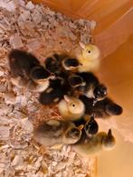 Jonge loopeendjes