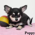 ''Poppy'' & ''Pippa'' Chihuahua's - pups te koop (Belgisch), CDV (hondenziekte), Meerdere, Teef, België