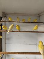 Kanaries, Dieren en Toebehoren, Meerdere dieren, Zangkanarie