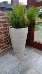 tropische binnen plant in hoge aardewerk pot, Huis en Inrichting, Ophalen, Overige soorten, In pot, Minder dan 100 cm
