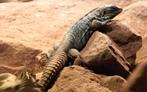 Ctenosaura quinquecarinata Koppel (hagedis), Dieren en Toebehoren, Ophalen, Nieuw, Overige typen