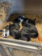 Nederlandse hangoor konijnen te koop, Hangoor