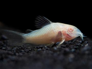 Corydoras Albino - Locatie Heerlen NL beschikbaar voor biedingen