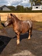 Shetlander, Dieren en Toebehoren, Ruin, Gechipt, 11 jaar of ouder