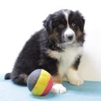 Australische Herder - Belgisch pups te koop, Dieren en Toebehoren, Honden | Herdershonden en Veedrijvers, België, Handelaar, CDV (hondenziekte)