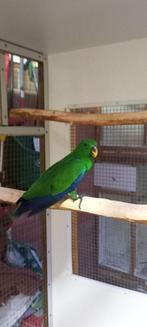 Edel papegaai halmahera, Dieren en Toebehoren, Mannelijk, Papegaai, Pratend