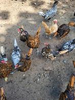 Jonge sebrights en Antwerpse baardkriel, Dieren en Toebehoren, Pluimvee