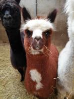 alpaca hengstje, Dieren en Toebehoren, Overige Dieren, Mannelijk