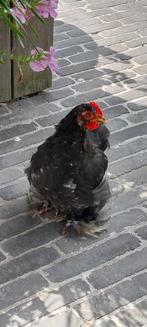 Cochin haantje, Dieren en Toebehoren