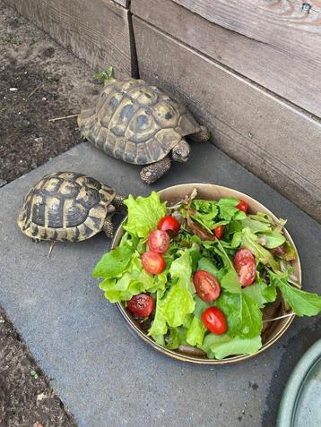 Gezocht: Griekse landschildpad vrouwtje, Dieren en Toebehoren, Schildpad, 7 tot 10 jaar