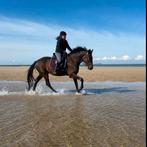 Half pension gezocht voor 8 jarige ruin, Ruin