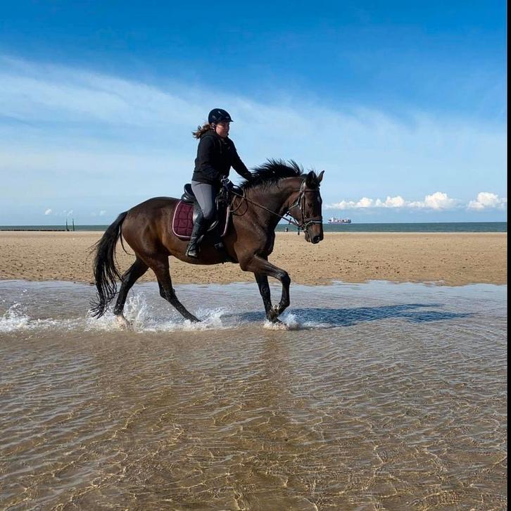 Half pension gezocht voor 8 jarige ruin, Dieren en Toebehoren, Paarden, Ruin