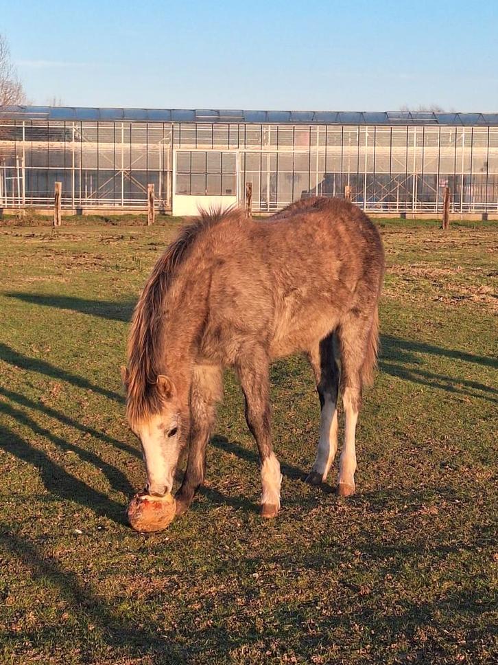 Zeer mooi goedbewegend welsh sectie B merrieveulen, Dieren en Toebehoren, Pony's, Merrie, Onbeleerd, C pony (1.27m tot 1.37m)