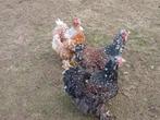 Broedeieren brahma porselein groothoender, Meerdere dieren, Kip
