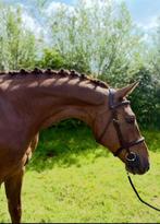 Zadelmakmaken doorrijden verkoop probleempaarden, Dieren en Toebehoren